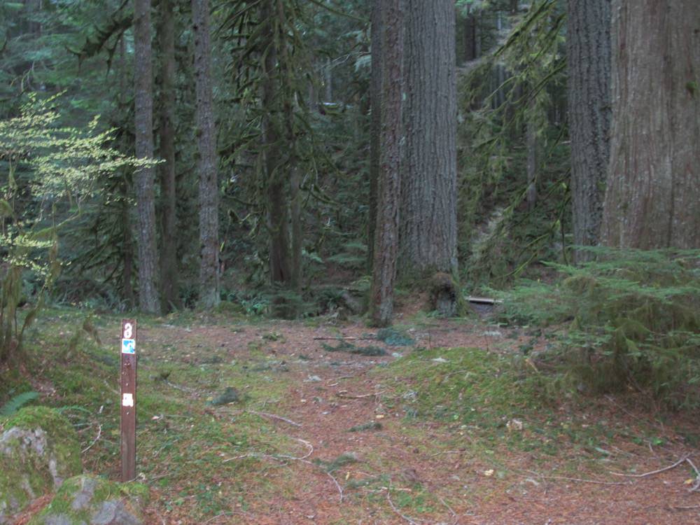 Camp Creek Campground | Mount Hood, Oregon