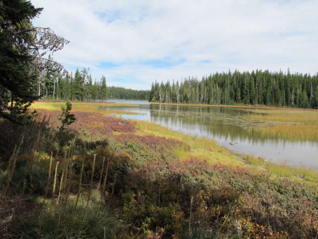 Breitenbush Lake with trees and a marsh