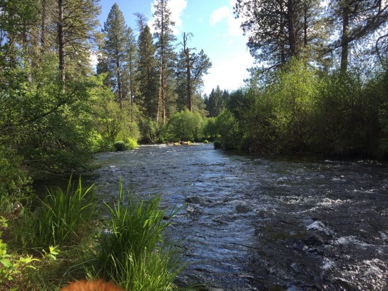 Allingham Campground Metolius River Central Oregon 