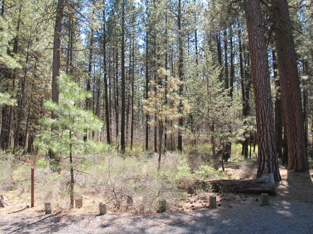 Indian Ford Campground - Indian Ford Creek, Central Oregon